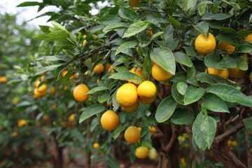 Lemon Fruit on Tree Branch with Green Leaves
