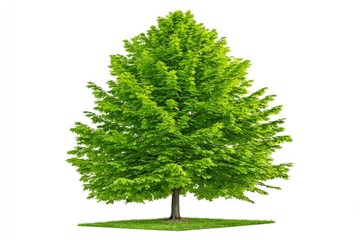 Full, vibrant green tree against white background