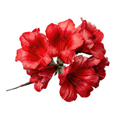 Close-up of vibrant red flowers