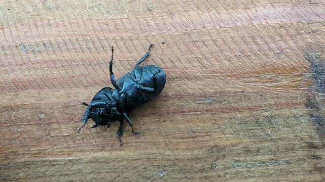 A large black Stag beetle tries to flip over onto its feet on a rustic wooden surface, illuminated by soft afternoon sunlight.