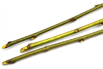Three slender, light-green twigs, slightly tapered, with small buds
