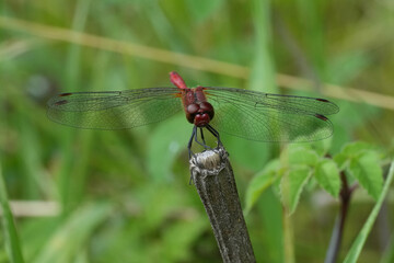 Facial closeup on the bright red colored male Ruddy Darter dragonfly , Sympetrum sanguineum