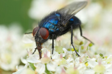 Closeup on the metallic blue colored bird blowfly Protocalliphora azurea, a parasite on nestling bird's