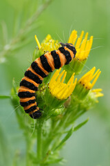 Closeup on the colorful Cinnabar moth caterpillar, Tyria jacobeae on it's host plant Common ragwort