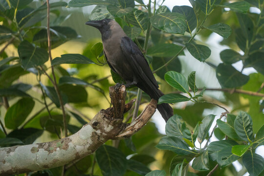 A crow sitting in jackfruit tree in kerala