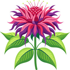 Bee Balm