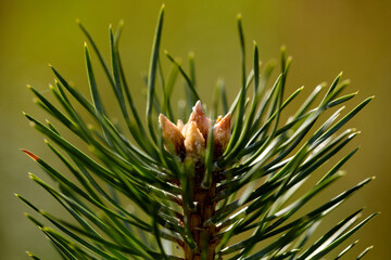 Pine Bud with Resin Droplets: Natures Sticky Secret. Pine Tree Bud with Sap Droplets