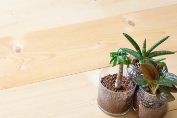 光に当たる観葉植物