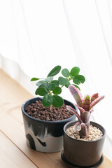 カーテン越しの光にあたる観葉植物