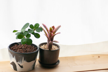 カーテン越しの光にあたる観葉植物