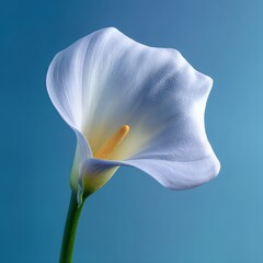 Delicate White Calla Lily Against Light Blue Background