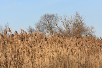Branch of a tree with dry reed grass against the blue sky