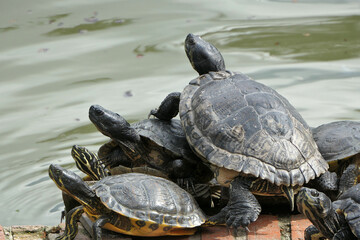Several turtles at the edge of a pond in a park