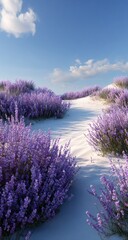 Fototapeta premium Lavender blooms on a sun-drenched sandy path