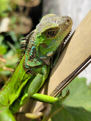 A light green iguana, bright green in color, climbs the trunk and hides among the green leaves.
