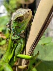 A light green iguana, bright green in color, climbs the trunk and hides among the green leaves.