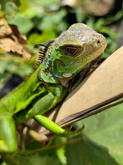 A light green iguana, bright green in color, climbs the trunk and hides among the green leaves.