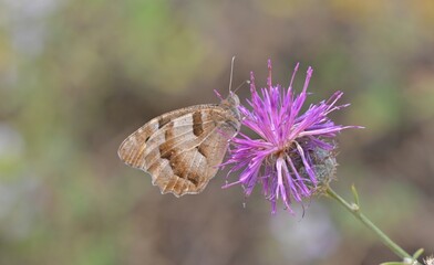 The Hermit (Chazara briseis) is commonly seen in the Nemrut Crater Lake at 2,247 altitude in Bitlis.
