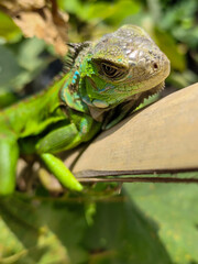 A light green iguana, bright green in color, climbs the trunk and hides among the green leaves.