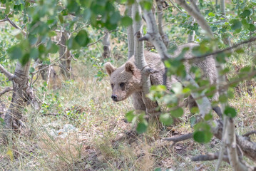 The Brown Bear (Ursus arctos) is the most important wild animal in Nemrut Crater Lake National Park in Btilis. It has the potential to appear at any time in the forest.