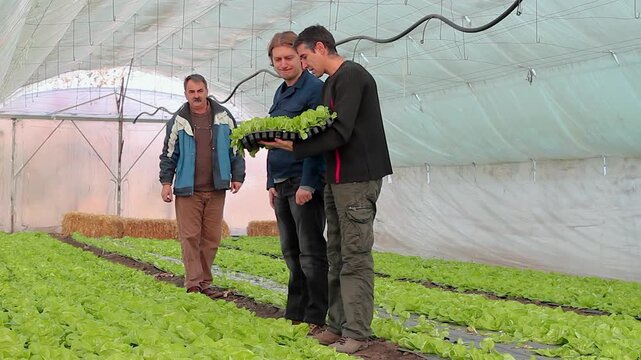 Three Farmers in a Small Vegetable Greenhouse Discussing Lettuce. In this insightful farming scene, a senior grower shares crop management techniques with two younger farmers inside a cozy greenhouse.