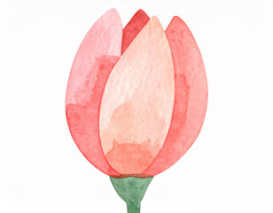 Delicate watercolor painting of a blooming tulip in shades of red and green against a crisp white background.