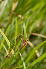 Yellow iris seed pods - Latin name - Iris pseudacorus