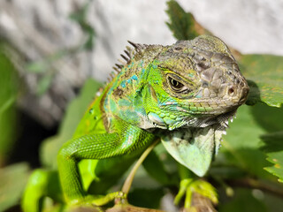 A light green iguana, bright green in color, climbs the trunk and hides among the green leaves.