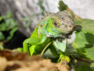 A light green iguana, bright green in color, climbs the trunk and hides among the green leaves.