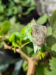 A light green iguana, bright green in color, climbs the trunk and hides among the green leaves.