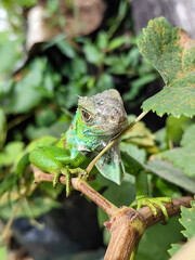 A light green iguana, bright green in color, climbs the trunk and hides among the green leaves.