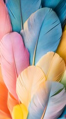 Multicolored feather texture on a background with space for text