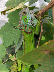 A light green iguana, bright green in color, climbs the trunk and hides among the green leaves.