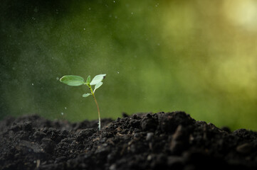 Planting seedlings young plant in the morning light on nature background