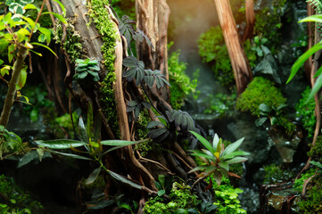 Moody forest texture. Lush green moss, leaves, and tree roots. Ideal for nature, eco,