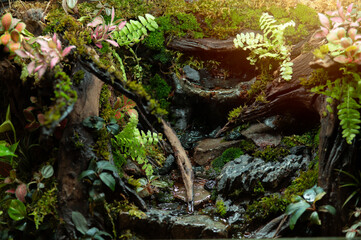 Fototapeta premium Moody forest texture. Lush green moss, leaves, and tree roots. Ideal for nature, eco,