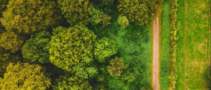 Aerial view forest path and field