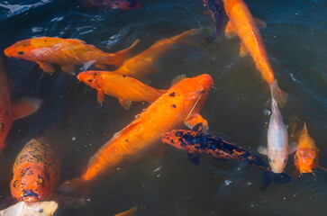 Koi carp swimming in a pond. Live Japanese fish in water. Top view
