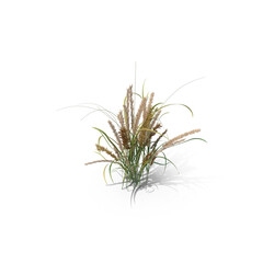 Obraz premium Realistic bush of wild ornamental grass, isolated on transparent background