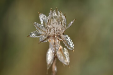 catananche caerulea