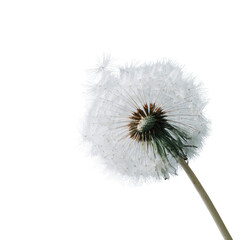 Close-up of a dandelion seed head (4)