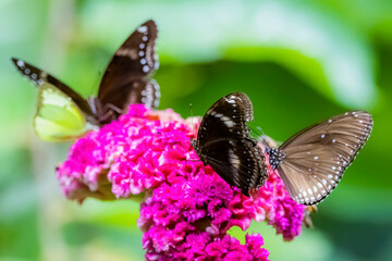 A butterfly on flower in nature