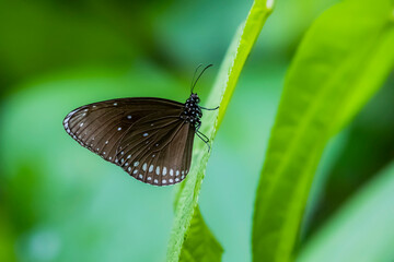 A butterfly on flower in nature
