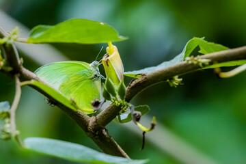 A butterfly on flower in nature