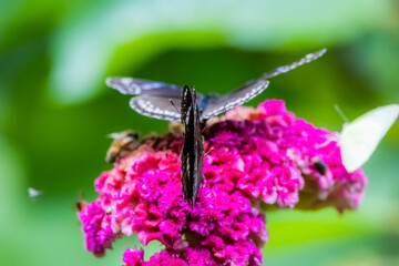 A butterfly on flower in nature