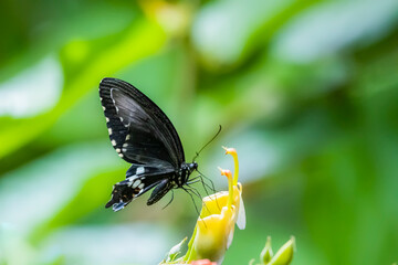 A butterfly on flower in nature