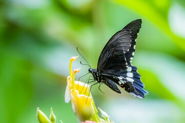 A butterfly on flower in nature