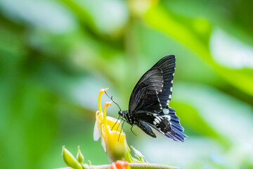 A butterfly on flower in nature
