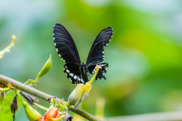 A butterfly on flower in nature