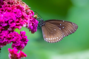 A butterfly on flower in nature